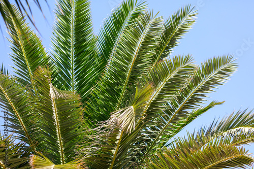 Green leaves on a palm tree in the tropics