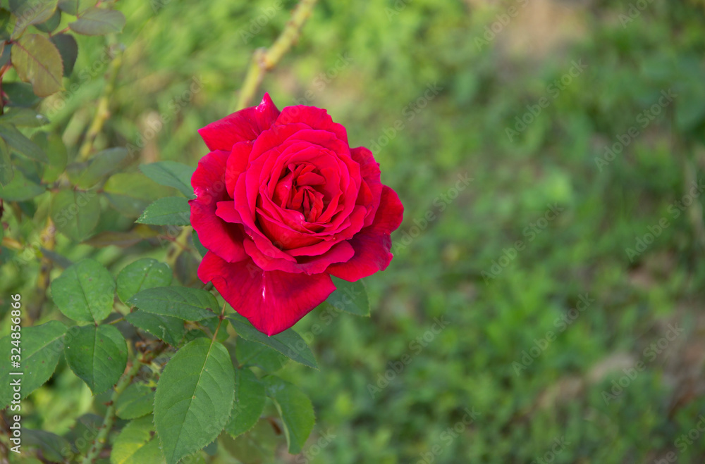 A beautiful red rose Flower blooms in the summer garden. Lush green leaves of the shrub. the splendor of the flowering plants. Daylight. A beautiful red rose Flower blooms in the summer garden. Lush green leaves of the shrub. the splendor of the flowering plants. Daylight.