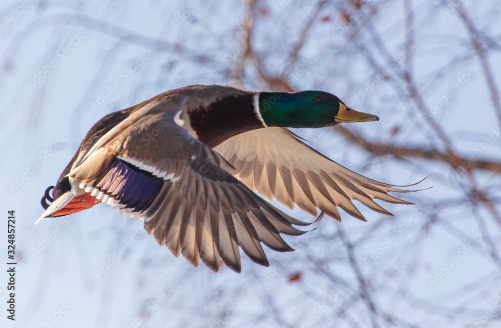 Obraz premium Duck flying in the sky
