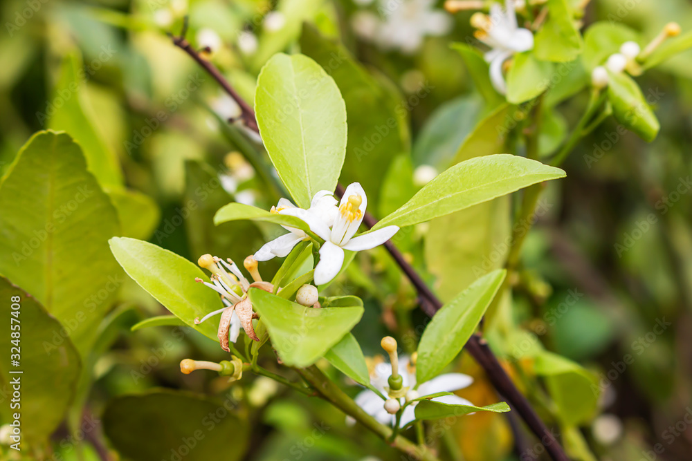 Flowering orange trees in the garden. Flowering orange trees in the garden.