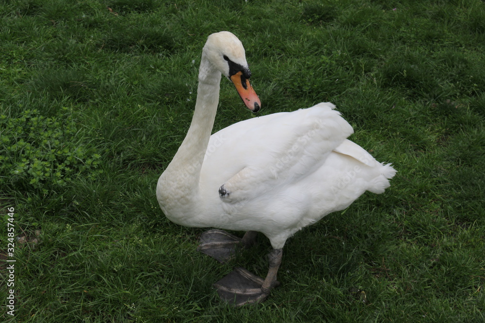 Snow-white swan walks on green grass Snow-white swan walks on green grass