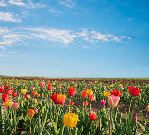 tulip field with colorful flowers  for self cutting. blue sky background