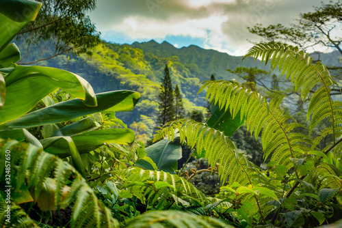 Focus on Green Ferns in Lush Tropical Rainforest With Mountains in the Background