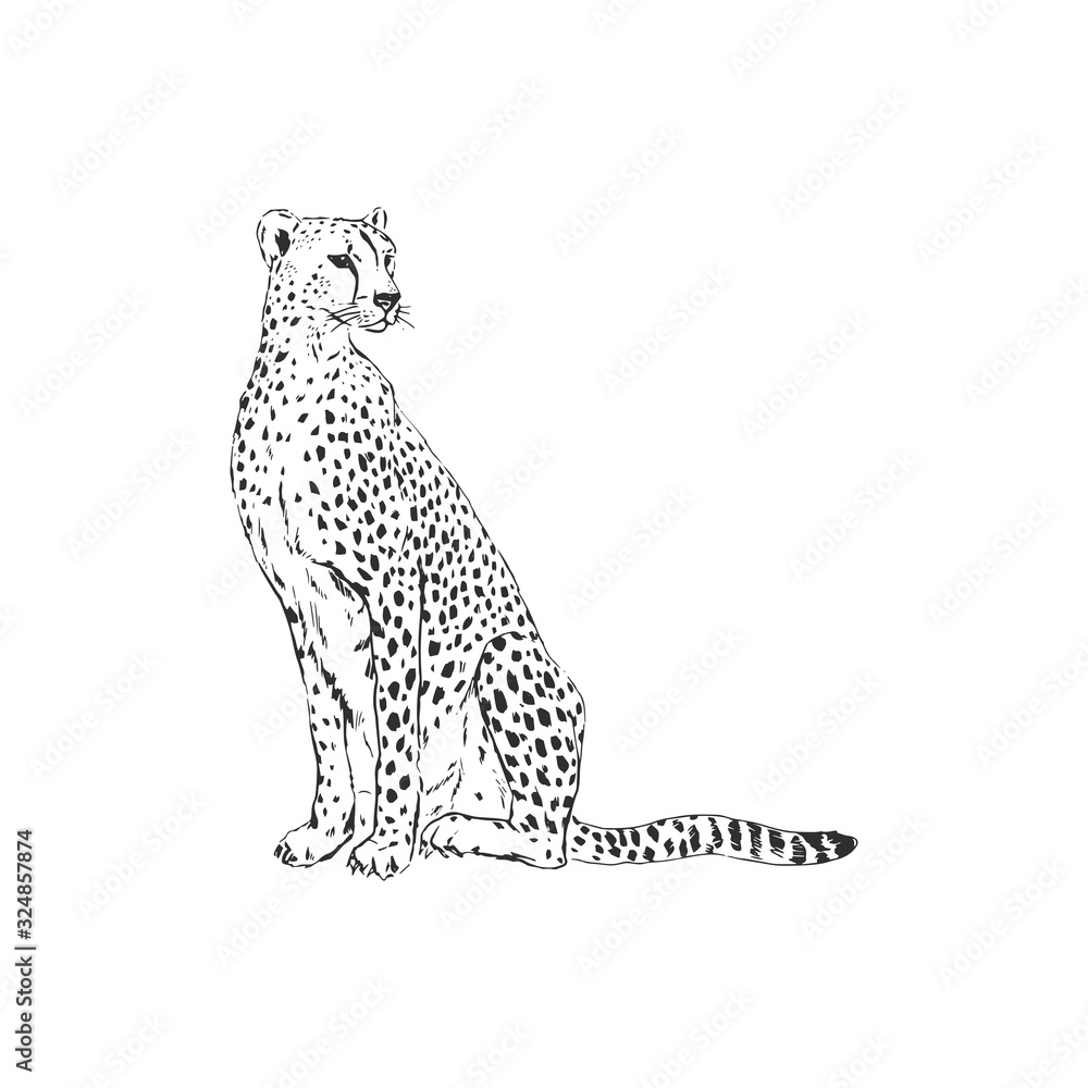 Running Cheetah PNG Transparent Images Free Download | Vector Files |  Pngtree