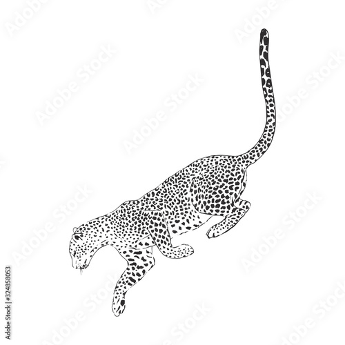 Leopard hand drawn inky sketch. African wild cat  cheetah black and white illustration. Monochrome jaguar realistic design element