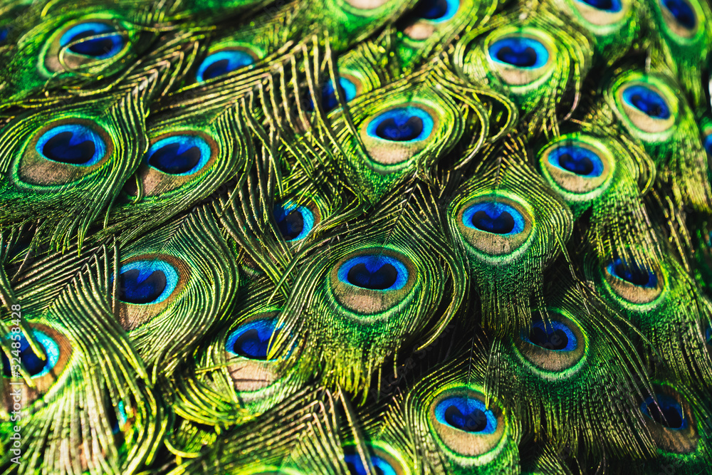 Obraz premium Portrait peacock with beautiful colorful feather