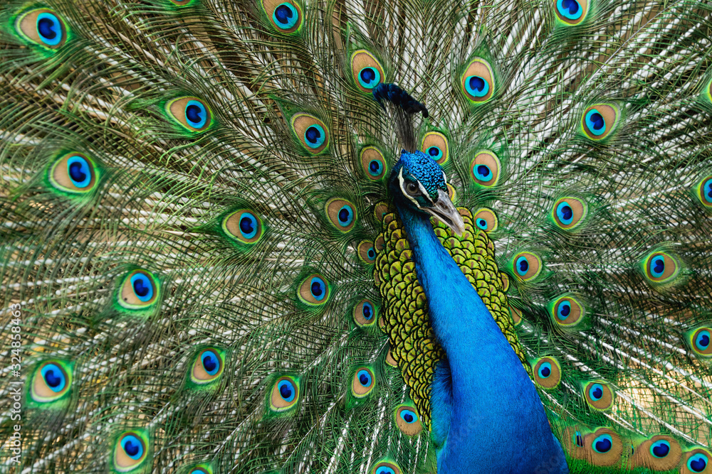 Obraz premium Portrait peacock with beautiful colorful feather
