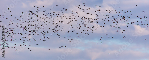 Photography Flock of birds in the sky at sunset