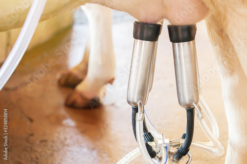 Bilde på lerret Milking a cow with the milking machine.
