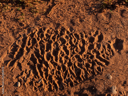 African bush elephant (Loxodonta africana), or African savanna elephant spoor. Eastern Cape. South Africa
