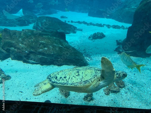 OceanVoyagerTurtle