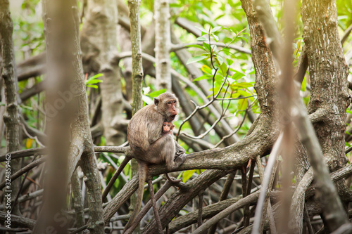 A newborn Crab-eating macaque in mother’s arms.