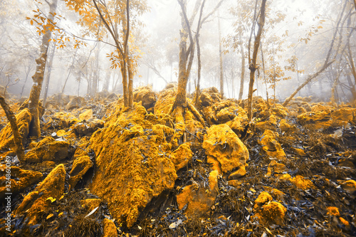 Magical yellow forest in autumn. photo