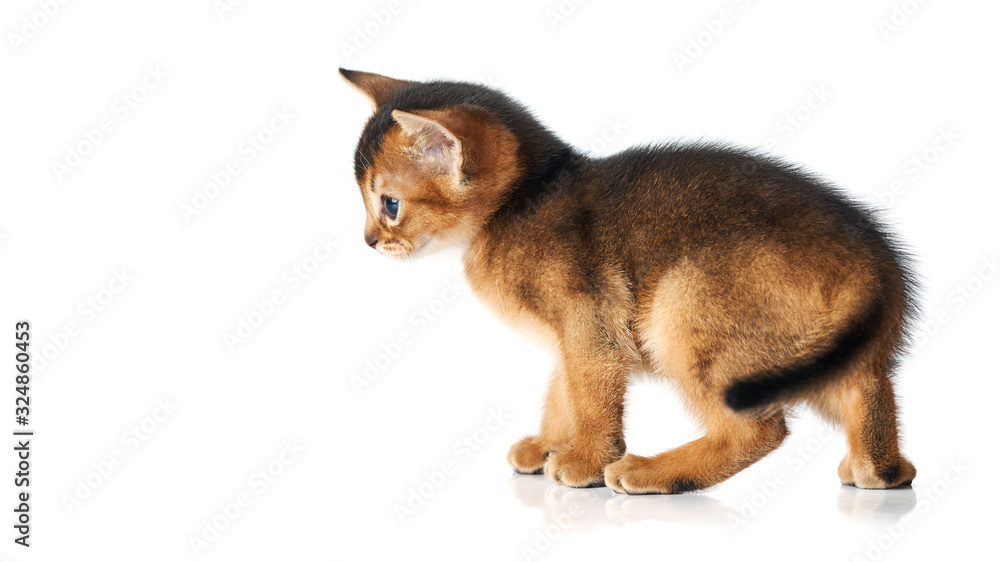 Fototapeta premium Little brown kitten with blue eyes. Studio photo on a white background. Isolate. Abessin thoroughbred kitten. Side view. Funny pet.