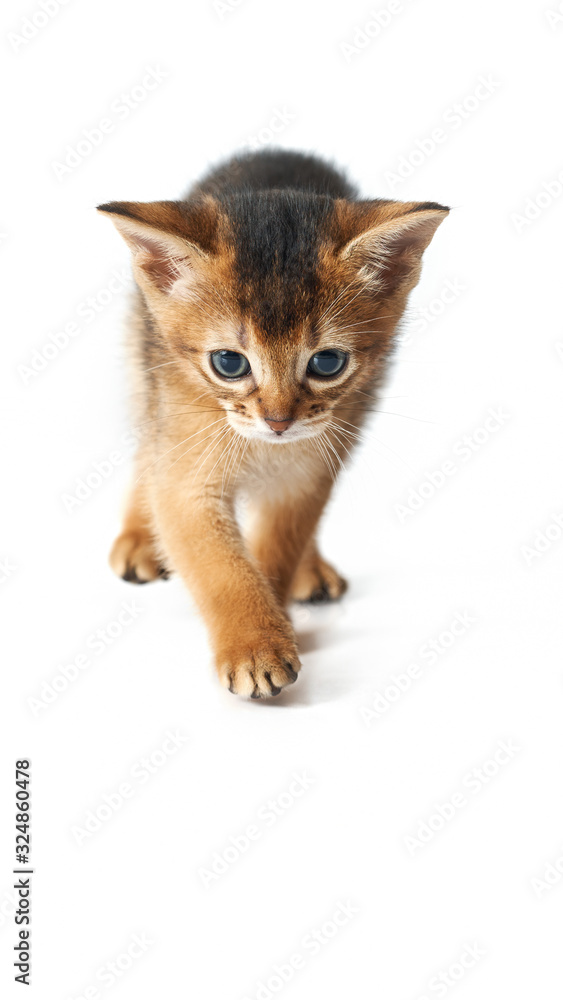 The little kitten is sneaking up. Studio photo on a white background. Isolate Brown purebred kitten. Front view. The little kitten is sneaking up. Studio photo on a white background. Isolate Brown purebred kitten. Front view.