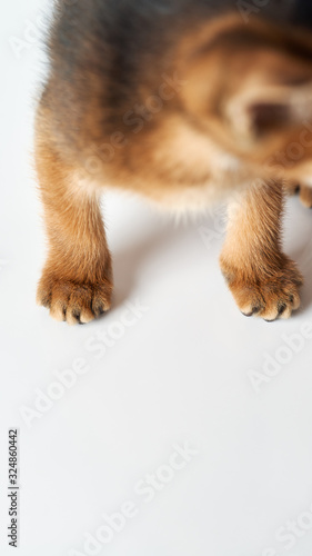 Little ginger kitten. Abessian thoroughbred kitten stands on a white floor. View from above. Focus on the paws. Isolate on a white background.