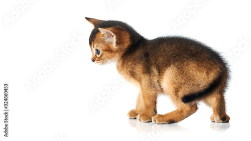 Little brown kitten with blue eyes. Studio photo on a white background. Isolate. Abessin thoroughbred kitten. Side view. Funny pet. © USM Photography
