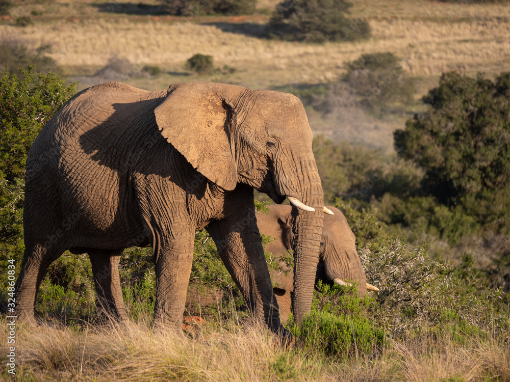 Fototapeta premium African bush elephant (Loxodonta africana), or African savanna elephant. Eastern Cape. South Africa