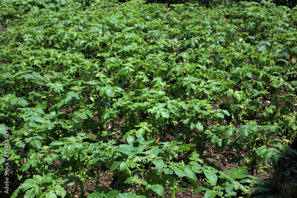 Growing potato Growing potato