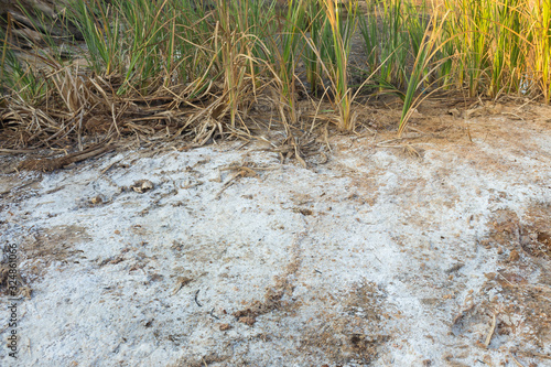 Salty soil