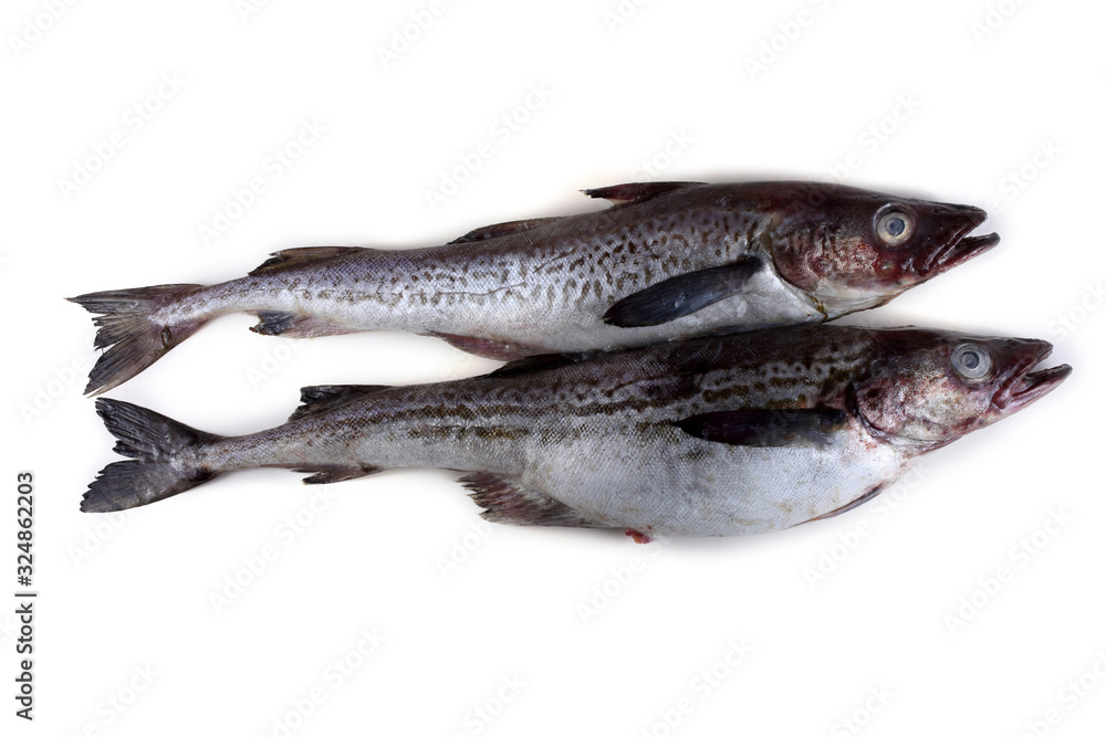 Alaska pollock Alaska pollock