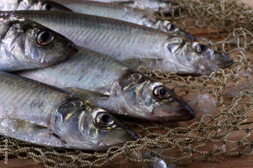 Herring on net