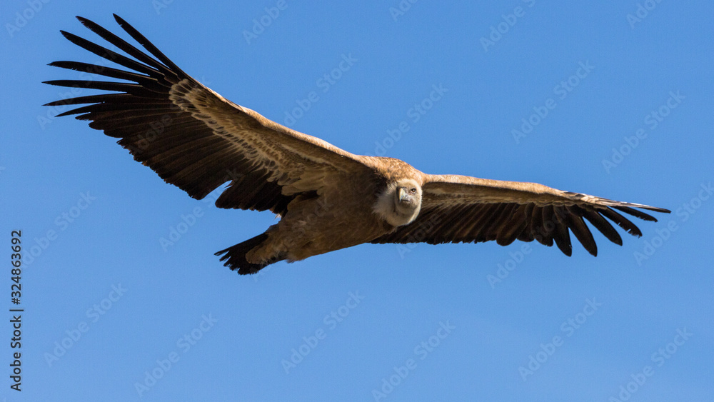 Obraz premium Griffon Vulture in flight at the Cairo Rock, near Remuzat, France
