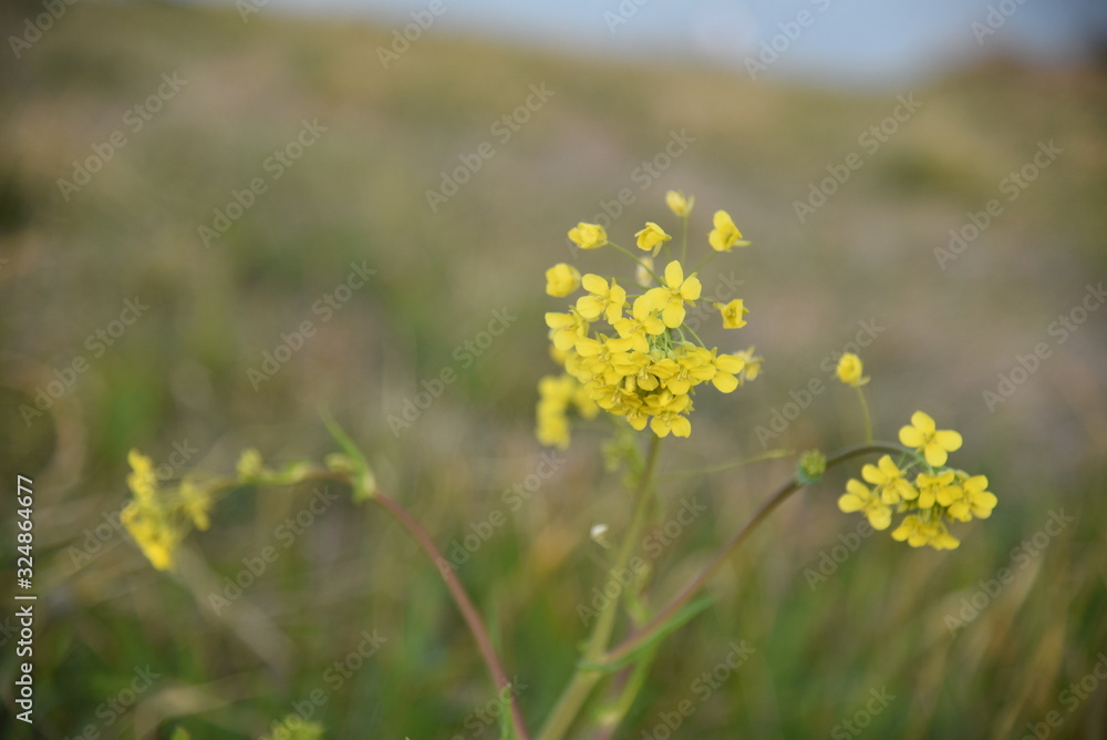 Fototapeta premium 花