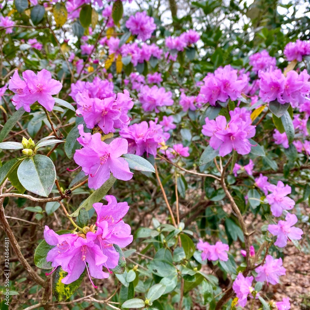 Naklejka premium pink flowers in the garden