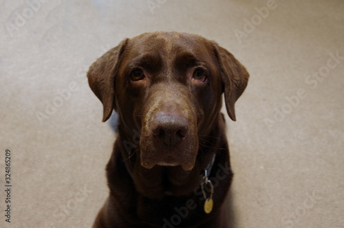 Chocolate color labrador dog