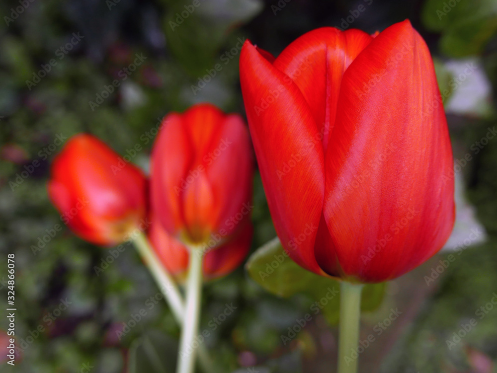 vividi e allegri tulipani con lo sfondo verde del giardino vividi e allegri tulipani con lo sfondo verde del giardino
