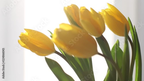Beautiful video with buds of tulips by the window