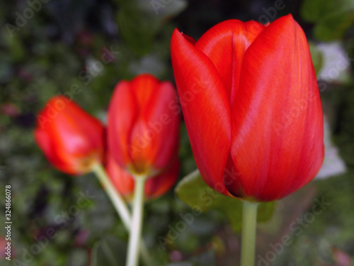 vividi e allegri tulipani con lo sfondo verde del giardino