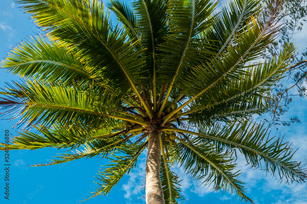 Palm with blue skies Australia