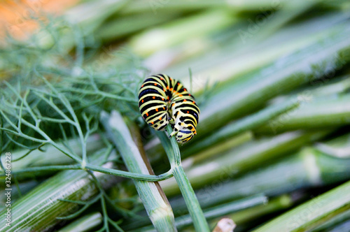 Low angle side view of spurge hawk-moth caterpillar (Hyles euphorbiae) photo