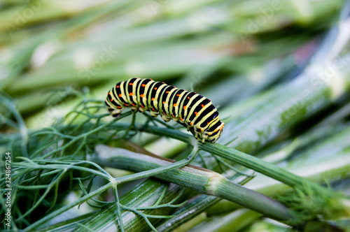 Low angle side view of spurge hawk-moth caterpillar (Hyles euphorbiae) photo