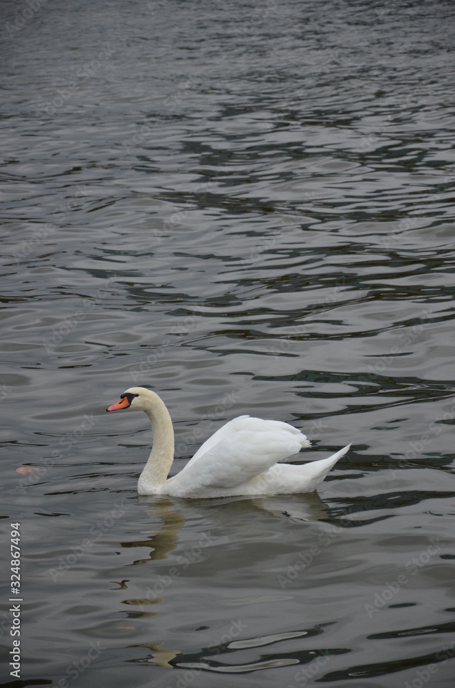 Swan in the river Main in Frankfurt, Germany Swan in the river Main in Frankfurt, Germany