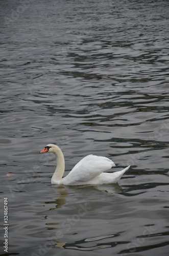 Swan in the river Main in Frankfurt  Germany