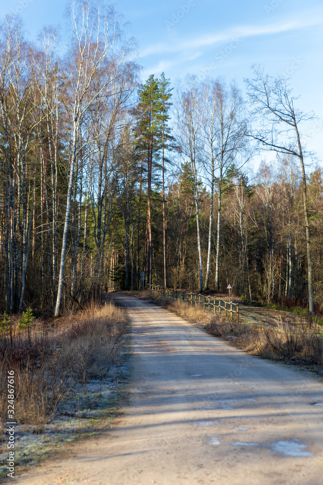 road in the forest road in the forest