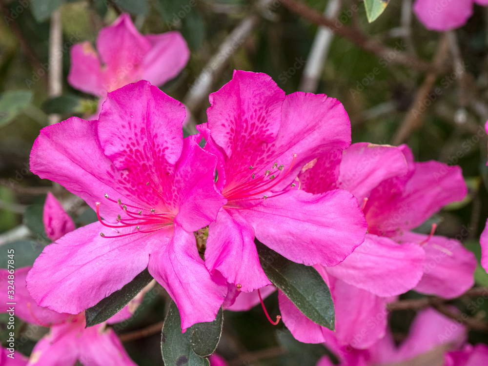 Close up of pink blooming Azaleas Close up of pink blooming Azaleas