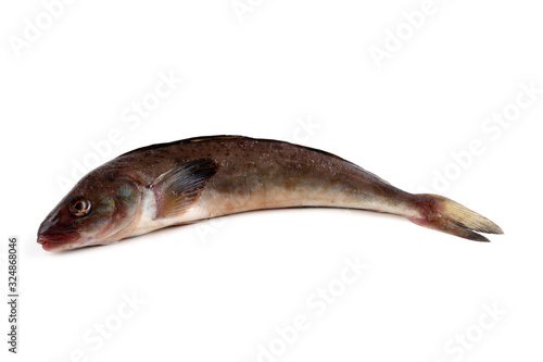 Sea bass isolated on white © Alex Coan