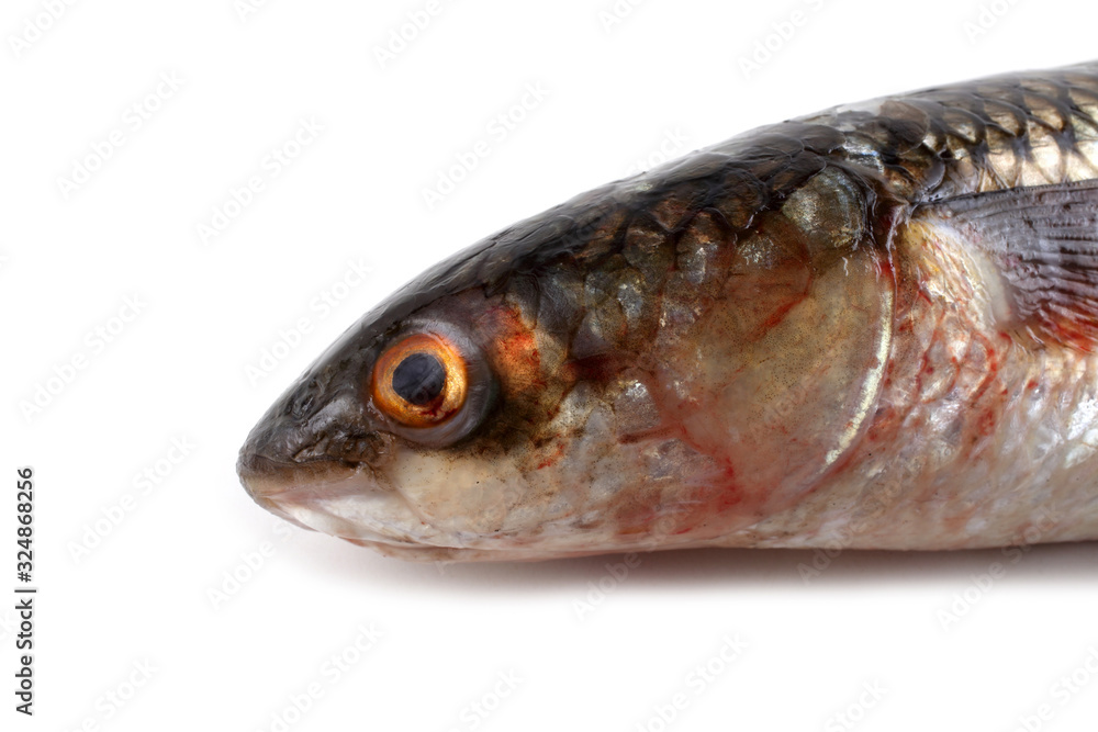 So-iuy mullet (Pelengas, Liza haematocheilus) So-iuy mullet (Pelengas, Liza haematocheilus)