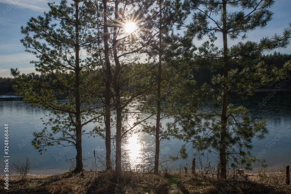 Obraz premium sunrise in the forest