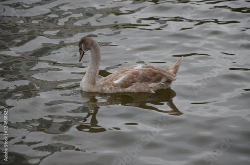 Swan in the river Main in Frankfurt, Germany