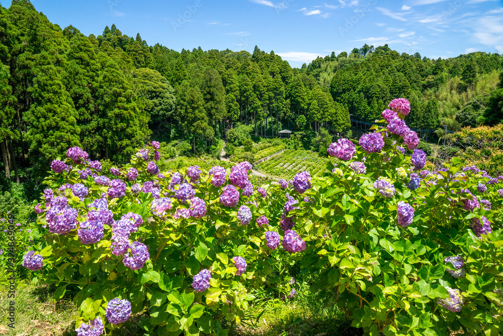 千葉県のあじさい屋敷