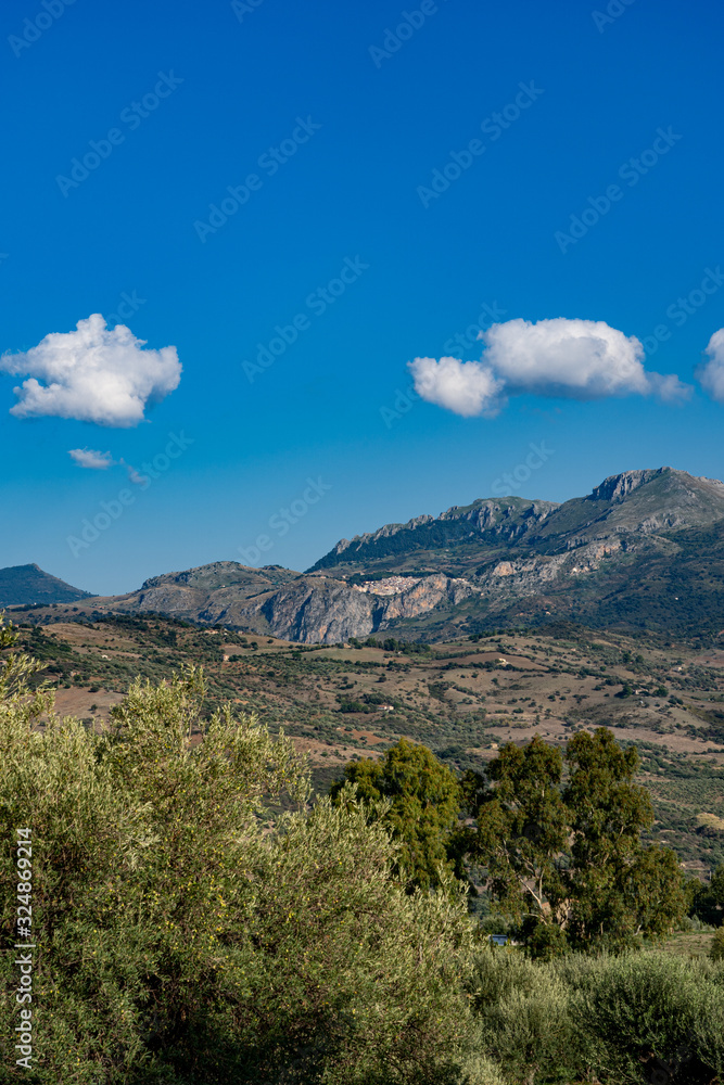 Olive grove in Collesano Italy Olive grove in Collesano Italy