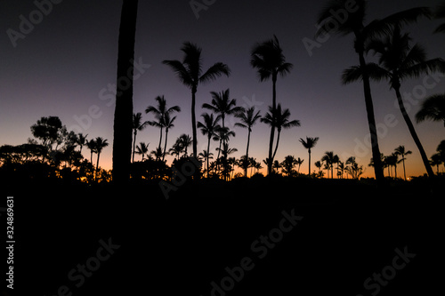 Silhouette Sunset Palms tropical Australia
