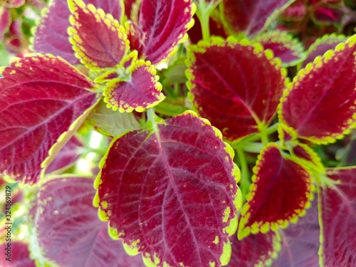 red flowers in the garden name s coleus