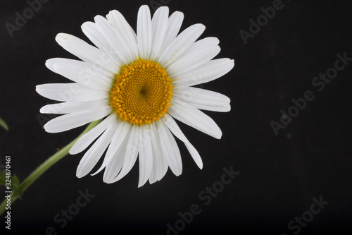 White chamomile on black background