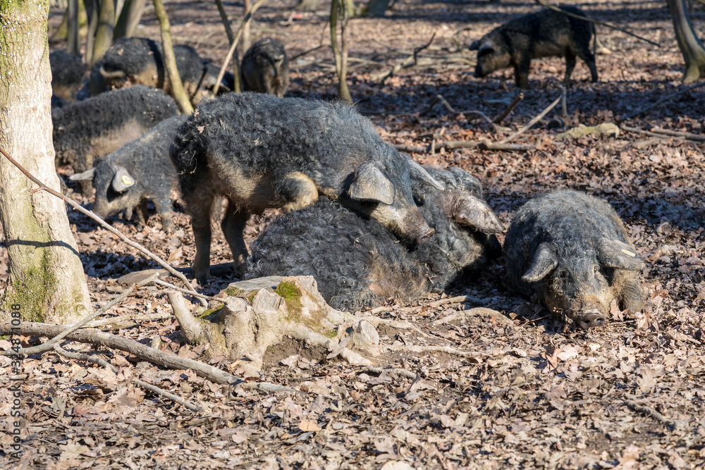 Fototapeta premium Group of Mangalica pigs kept outdoors in a forest. Free range pig production. Image